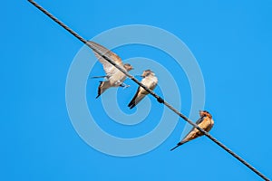 Barn swallow resting and playing on a cable