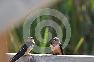 BARN SWALLOW`S , HANGING OUT WITH ITS BUDDY