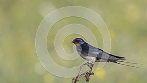Barn Swallow on Shrubbery