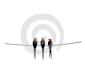 Barn swallow silhouettes on wire, vector. Birds silhouettes on wire, illustration. Wall decals, wall art work