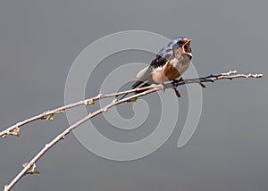 Barn Swallow Singing a Song