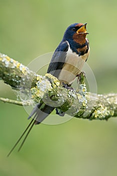 Barn swallow