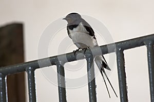 Barn swallow sits on iron fence