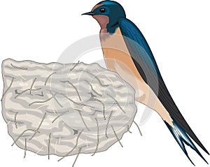 Barn Swallow Sitting on Nest Illustration