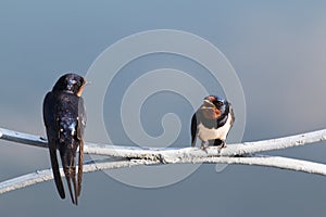 Barn swallow six