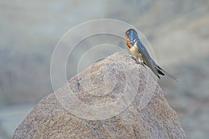 Barn swallow