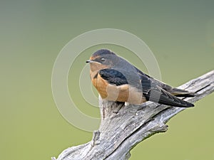 Barn Swallow on Tree