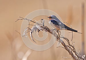 A Barn Swallow on a twig