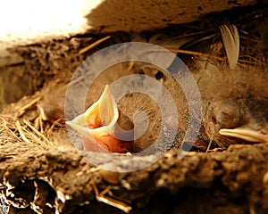 Barn Swallow Waiting to be Fed