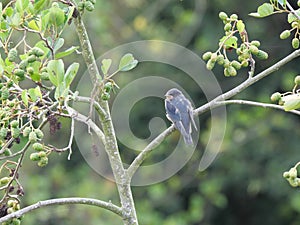 Barn swallow waits for feeding