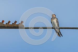 The barn swallow on a wire