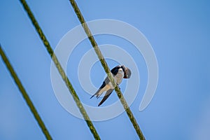 Barn Swallow on wire under blue sky background. A wire tailed swallow perched on cable. Bird cleaning feathers on sunny summer day