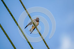 Barn Swallow on wire under blue sky background. A wire tailed swallow perched on cable. Bird sitting and rest on sunny summer day