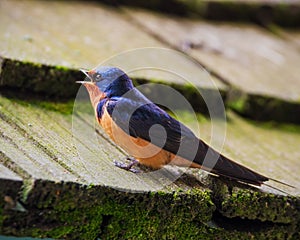 Barn swallow on a wooden roof