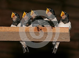 Barn Swallows photo