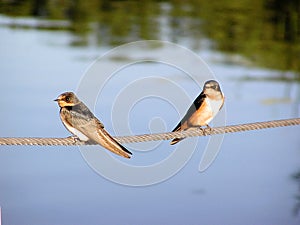 Barn Swallows