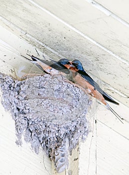 Barn swallows guard thier nest