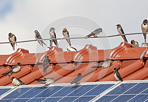 The barn swallows Hirundo rustica