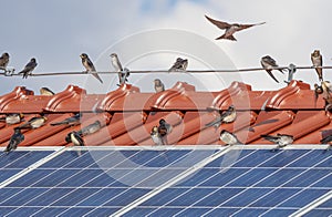 The barn swallows Hirundo rustica