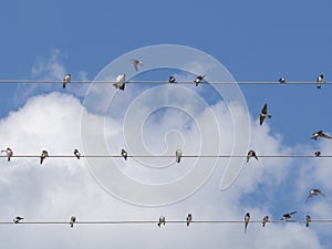 The barn swallows Hirundo rustica