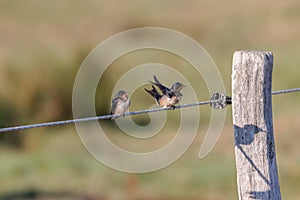 Barn swallows (Hirundo rustica