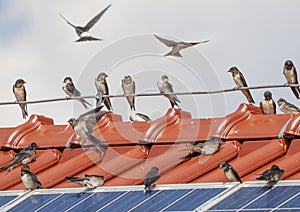 Barn swallows Hirundo rustica on a roof