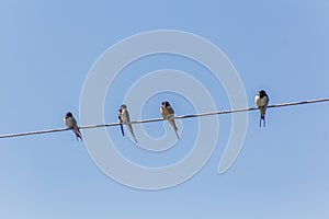 Barn Swallows & x28;Hirundo rustica& x29; on wires near Naivasha lake, Ken