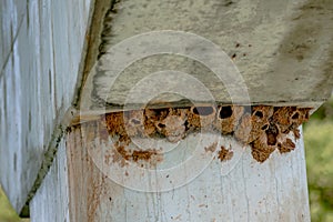 Barn swallows multiple nests under bridge in north carolina