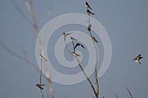 BARN SWALLOWS , PERCHED ON A BARE TREE IN THE MARSH