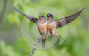 Barn Swallows