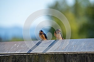 Barn swallows resting on the fence.