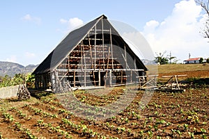 A barn used to store and dry tobacco, Cuba