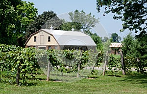 Barn and vineyard