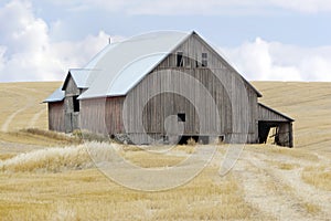 Barn in Wheat field