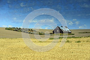 Barn in wheat fields on Highway 2 near Waterville, WA