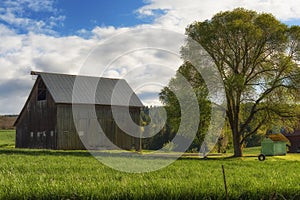 Barn and white oak tree with a tire swing