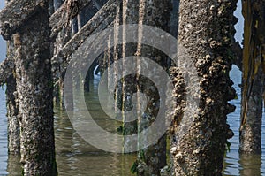 Barnacle covered wooden peer posts