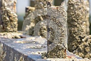 Barnacle encrusted rusty beach groyne groin. Barnacles on a me