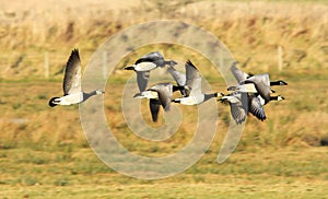 Barnacle Geese photo