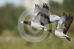 Barnacle geese Branta leucopsis