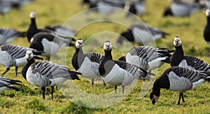 Barnacle Geese (Branta leucopsis)