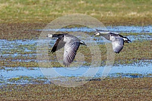 Barnacle Geese - Branta leucopsis flying over a wetland. photo