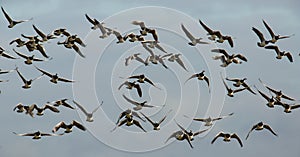 Barnacle Geese in flight photo
