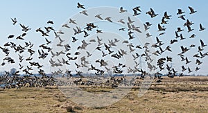 Barnacle geese flying away in a Dutch polder landscape