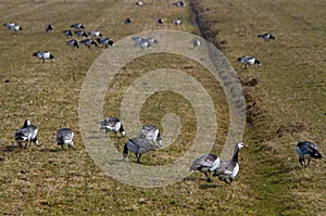 Barnacle geese in a meadow