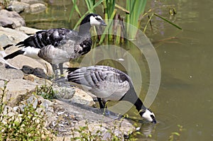 Barnacle geese near pond photo