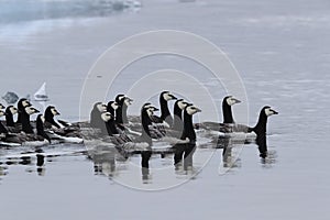 Barnacle geese swimming on Joekulsarlon Glacier Lagoon in Iceland