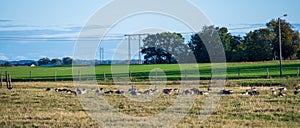 Barnacle geese taking a break in the flat farmland fields of SkÃ¥ne Scania Sweden