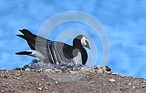 Barnacle goose photo