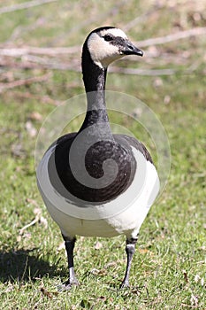 Barnacle Goose